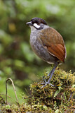 Image. Jocotoco Antpitta