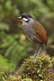 Image. Jocotoco Antpitta