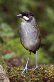 Image. Jocotoco Antpitta