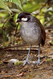 Image. Jocotoco Antpitta