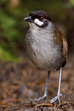 Image. Jocotoco Antpitta