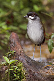 Image. Jocotoco Antpitta
