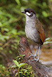 Image. Jocotoco Antpitta