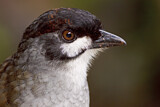 Image. Jocotoco Antpitta