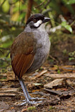 Image. Jocotoco Antpitta