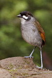 Image. Jocotoco Antpitta
