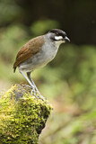 Image. Jocotoco Antpitta