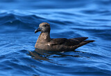Image. Jouanin's Petrel