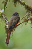 Image. Jungferntrogon