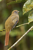 Image. Jungferntrogon