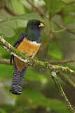 Image. Jungferntrogon