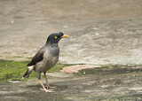 Image. Jungle Myna