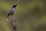Image. Jungle Myna
