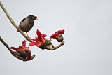 Image. Jungle Myna