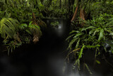 Image. Jungle in Tortuguero National Park