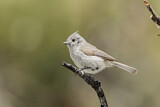 Image. Juniper Titmouse