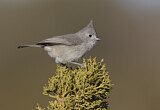 Image. Juniper Titmouse