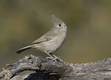 Image. Juniper Titmouse