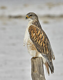 Image. Königsbussard