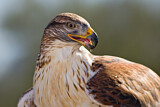 Image. Königsbussard