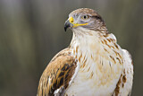 Image. Königsbussard