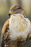 Image. Königsbussard