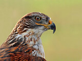 Image. Königsbussard
