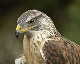 Image. Königsbussard