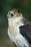 Image. Königsbussard