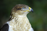 Image. Königsbussard