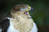 Image. Königsbussard