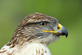 Image. Königsbussard