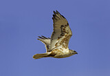 Image. Königsbussard
