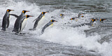 Image. Königspinguin