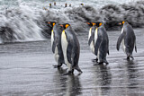 Image. Königspinguin