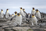 Image. Königspinguin