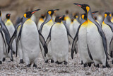 Image. Königspinguin