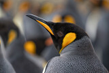 Image. Königspinguin