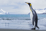 Image. Königspinguin