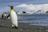 Image. Königspinguin