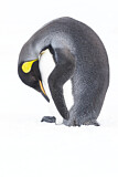 Image. Königspinguin