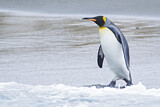 Image. Königspinguin