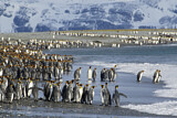 Image. Königspinguin