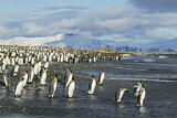 Image. Königspinguin