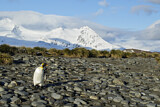 Image. Königspinguin