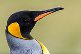 Image. Königspinguin