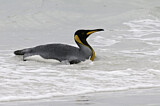 Image. Königspinguin