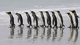 Image. Königspinguin