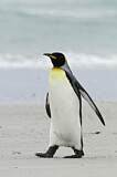 Image. Königspinguin