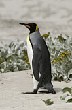 Image. Königspinguin